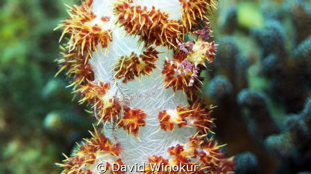 Tiny crab and brittle star on soft coral. by David Winokur 