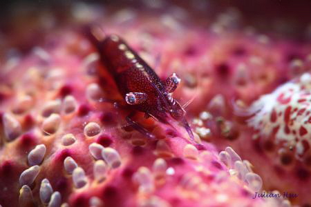Deep Purple (Zenopontonia soror) by Julian Hsu 