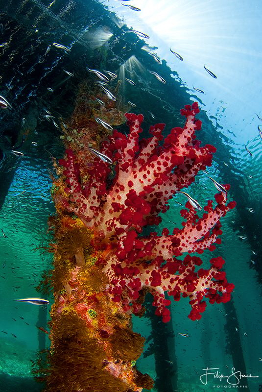 Under the jetty, Arborek, Raja Ampat by Filip Staes 
