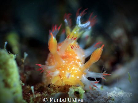 REDTIPS
Less 5mm
Komodo - Grand Komodo by Manbd Uidive 