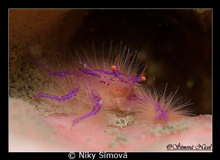 Hairy squot lobstercrab by Niky Šímová 