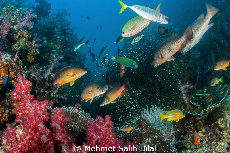 The action.
Richelieu Rock, Surin islands. by Mehmet Salih Bilal 
