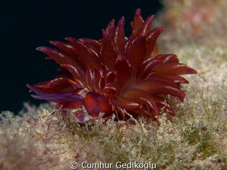 Hermaea variopicta by Cumhur Gedikoglu 