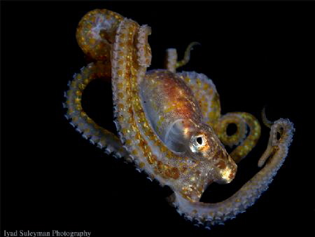Juvenile octopus by Iyad Suleyman 