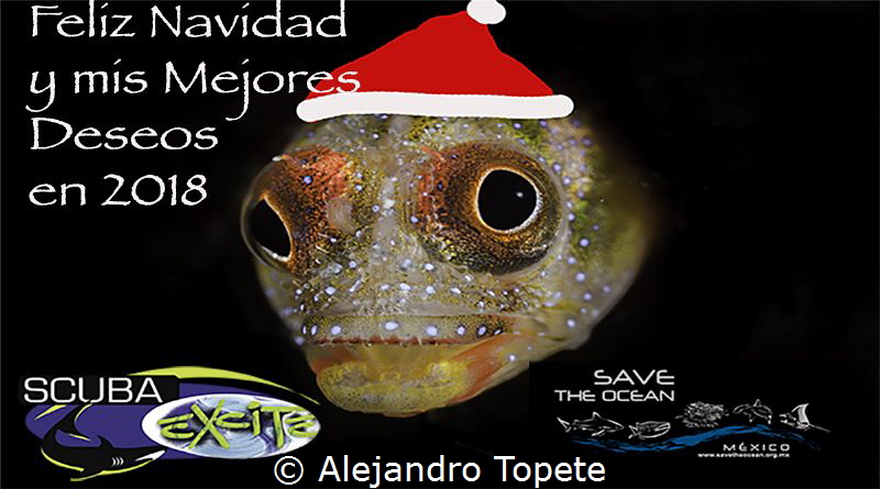 Merry Chrismas Blenny, Acapulco Mexico by Alejandro Topete 