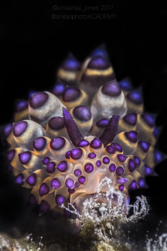 Janolus sp. "Eating Hydroids" by Wayne Jones 