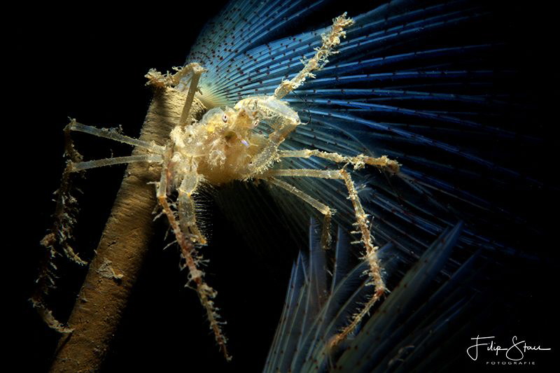 " Are you crazy?" Common spider crab (Macropodia rostrata... by Filip Staes 