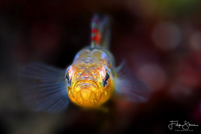 Two-spotted goby, Zeeland, The Netherlands. by Filip Staes 