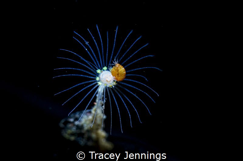 Underwater ladybird ! by Tracey Jennings 