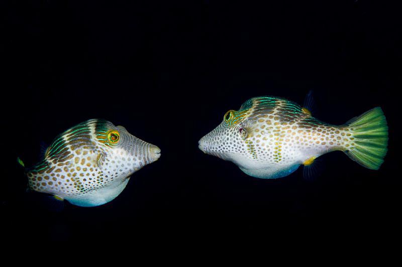 Eye to eye - Dumaguette by Tracey Jennings 