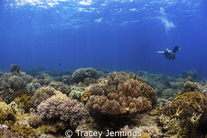 When your dive master doesn't think you are looking ! Apo... by Tracey Jennings 