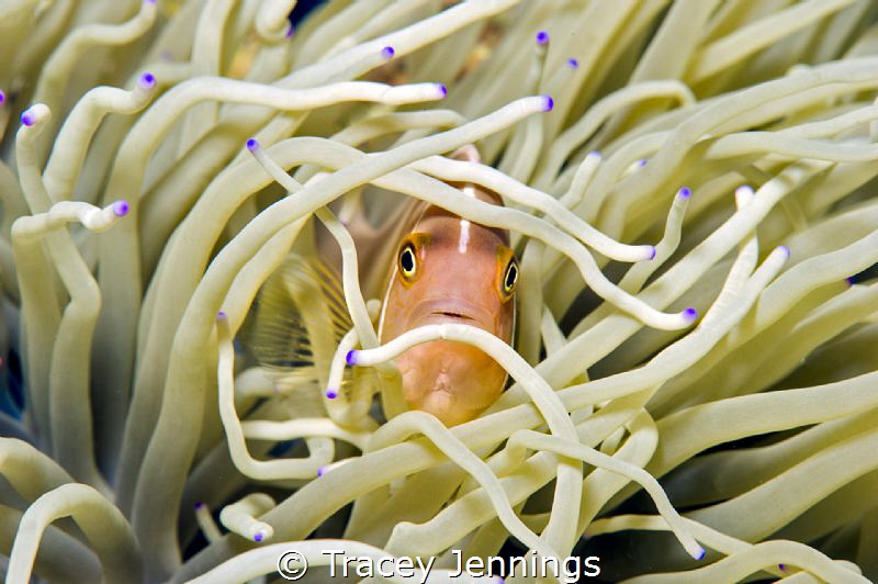 Nemo by Tracey Jennings 