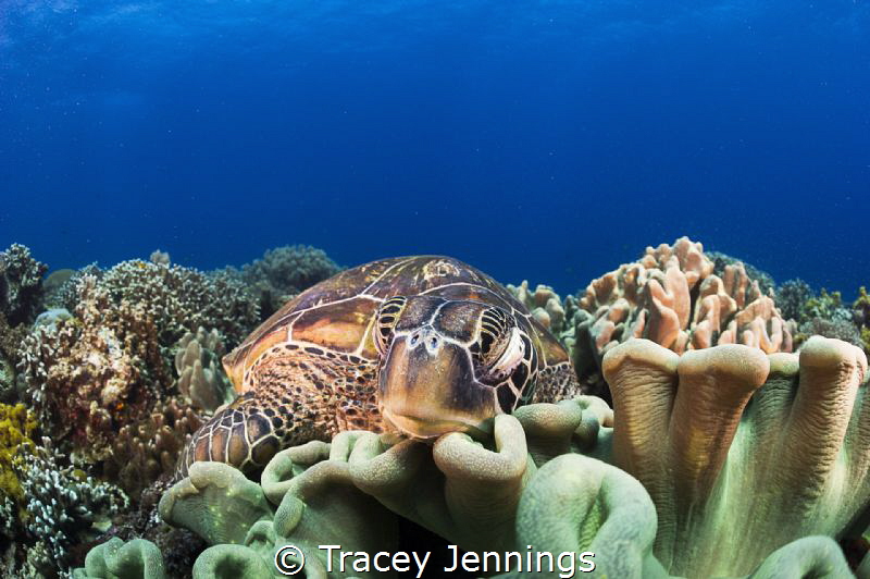 Sleeping ! by Tracey Jennings 