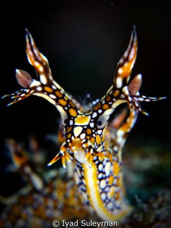 Bornella by Iyad Suleyman 