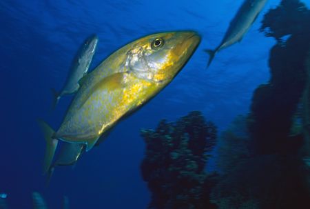 Orangespotted trevally passing by.
Nik 5 20mm. by Derek Haslam 