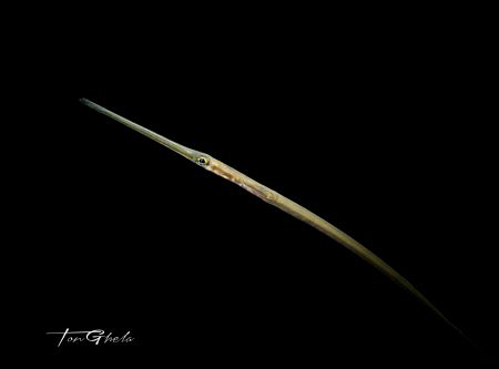 SHOOT UP
Commerson's Cornetfish by Ton Ghela 