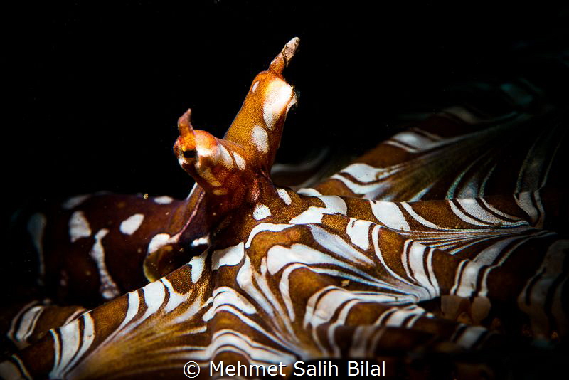 Wonderpus under snoot. by Mehmet Salih Bilal 