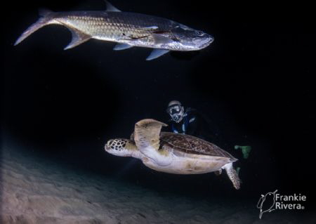 Night Dive on Crash Boat Pier, trying to get a good angle... by Frankie Rivera 