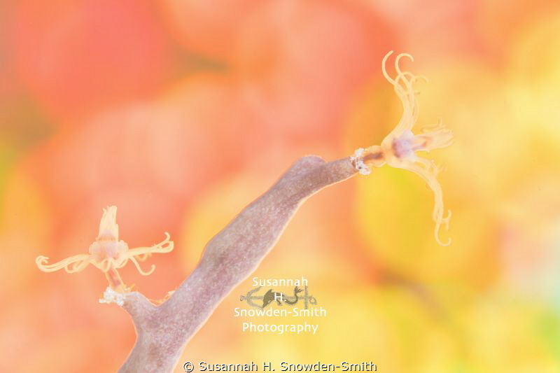 "Psychedelic Hydroids" - A pair of hydroids photographed ... by Susannah H. Snowden-Smith 