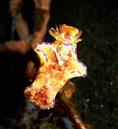 Nudi Branch and Emperor Shripm,dive spot TK3-Lembeh Strai... by Julia Socha 
