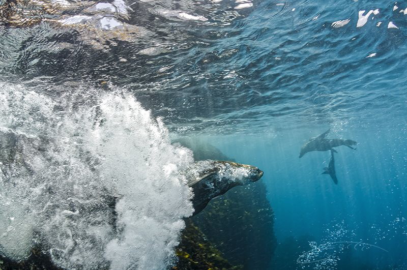 ~ Sonic Boom ~ by Geo Cloete 