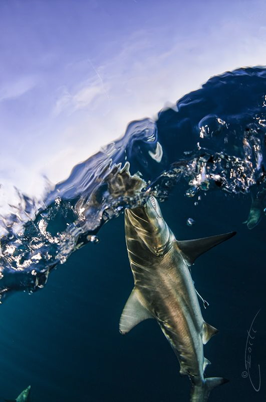 ~ Racing Extinction ~ by Geo Cloete 