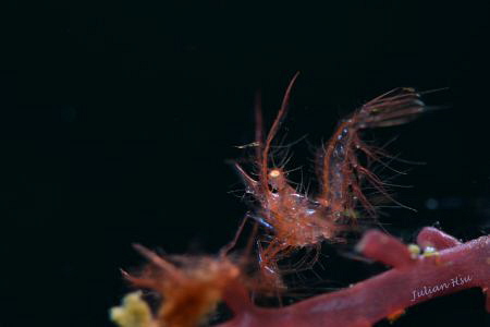 Red hairy shrimp by Julian Hsu 