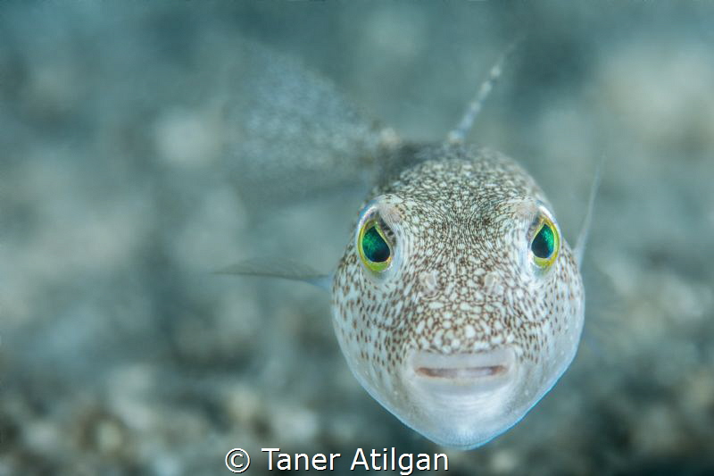 Puffer portrait from Kemer by Taner Atilgan 
