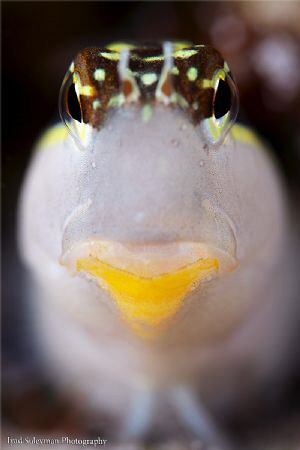 Blenny Portrait by Iyad Suleyman 