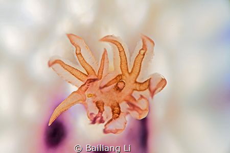 "Flower" by Bailiang Li 