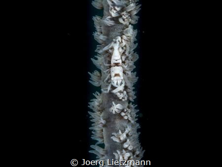 A coral wire shrimp in black and white by Joerg Lietzmann 