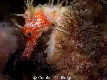 Hippocampus guttulatus
Secret beauty by Cumhur Gedikoglu 