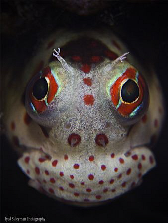 Blenniella chrysospilos by Iyad Suleyman 