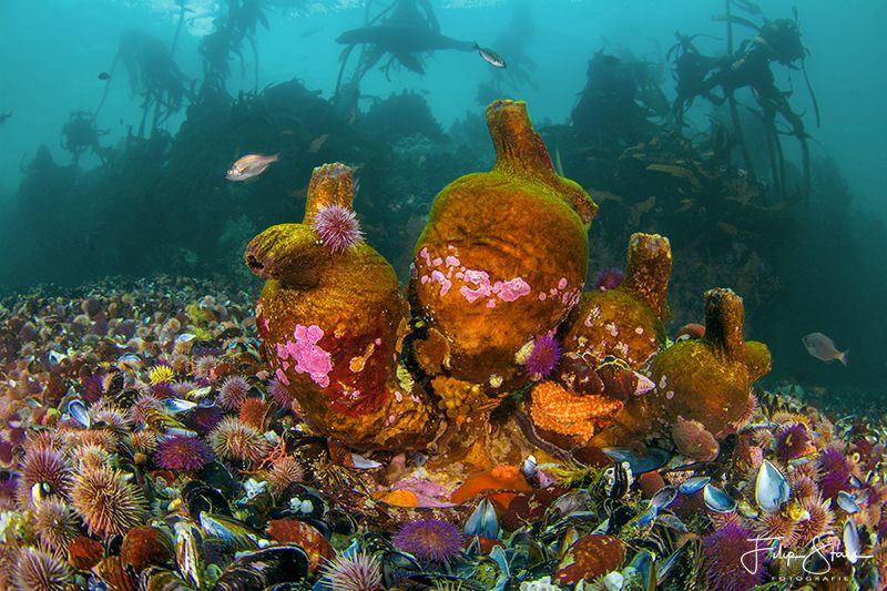 Patridge point, False bay, South Africa. by Filip Staes 