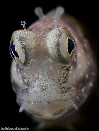 Blenny Portrait by Iyad Suleyman 
