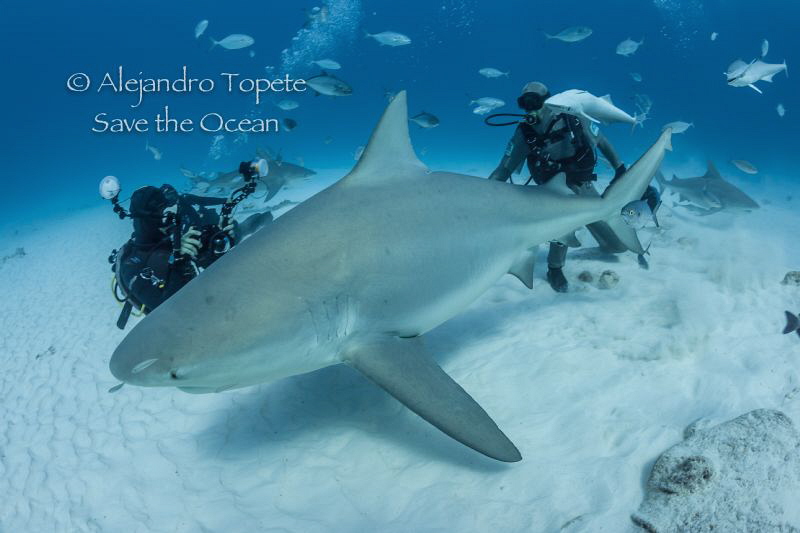 Bull Shark and Divers, Playa del Carmen México by Alejandro Topete 