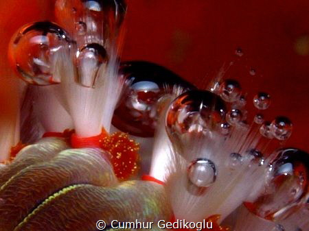 Hermodice carunculata
Goodbye 2017 by Cumhur Gedikoglu 