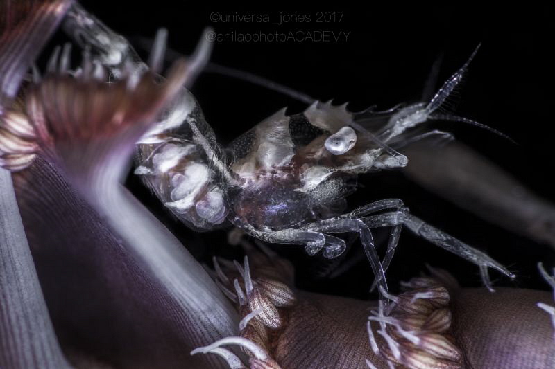 Dasycaris ceratops by Wayne Jones 