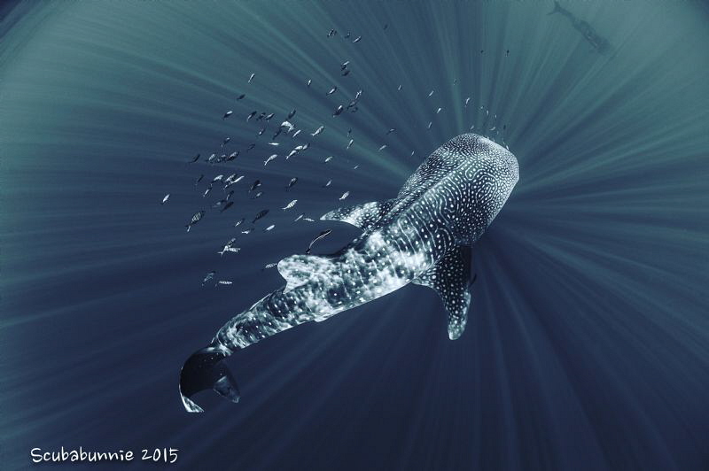 Whaleshark by Tracey Jennings 
