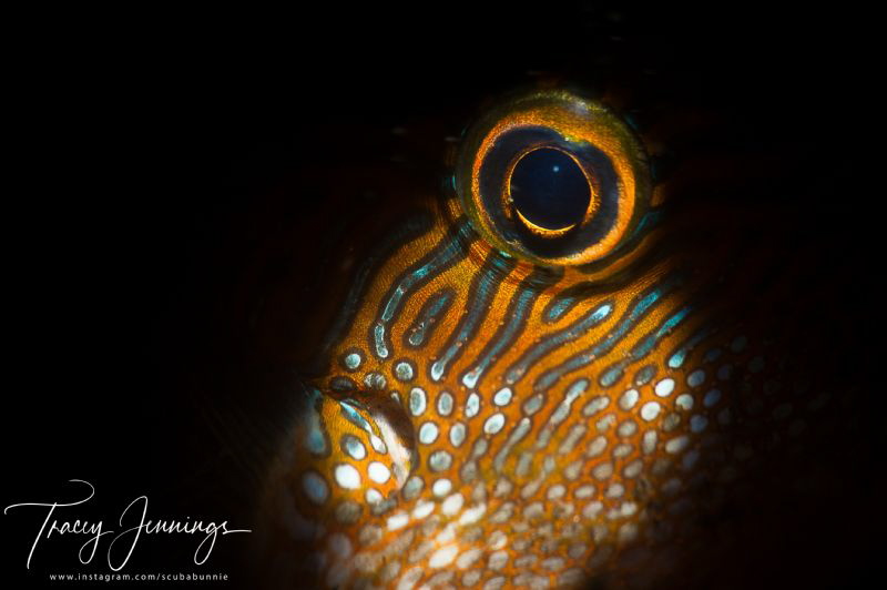 Toby eye by Tracey Jennings 