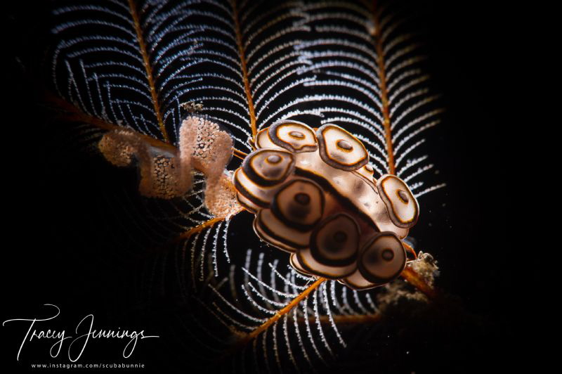 Bali doto with backlight by Tracey Jennings 