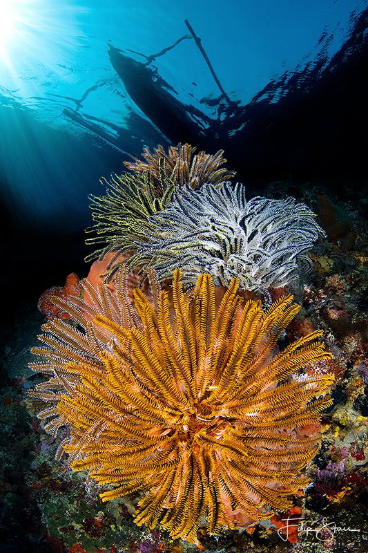 "Crinoids", Banda sea, Indonesia. by Filip Staes 