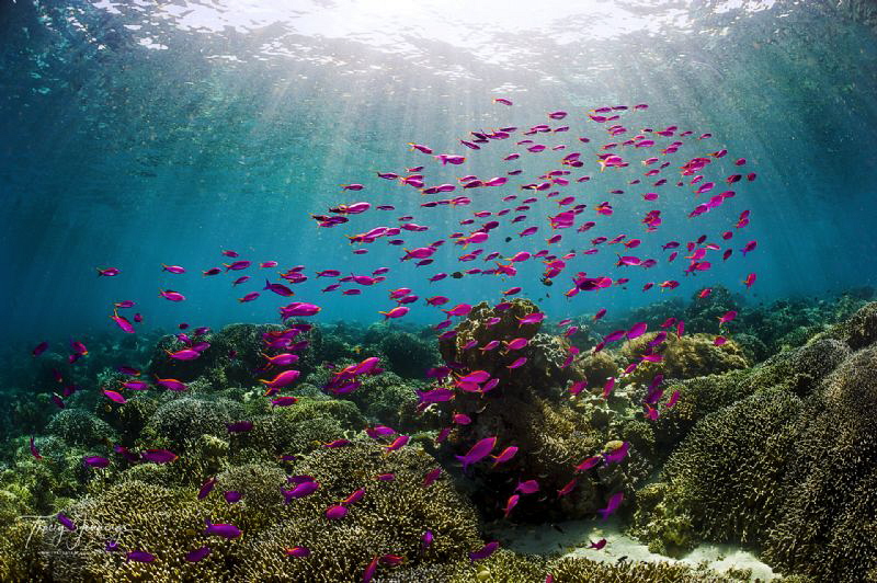 pescador island by Tracey Jennings 