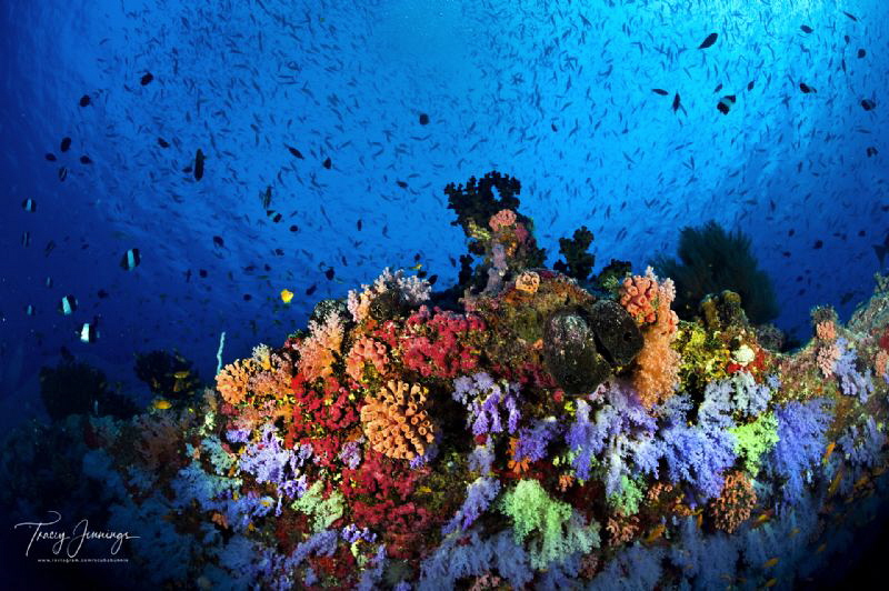 Maldives soft coral by Tracey Jennings 