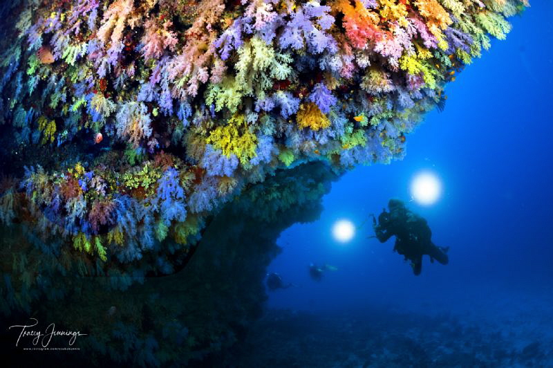 Checking out the soft coral by Tracey Jennings 