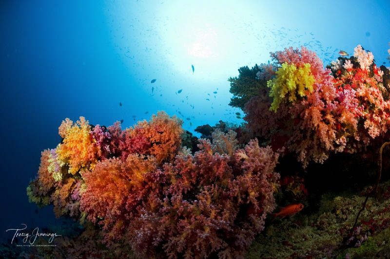 maldives by Tracey Jennings 
