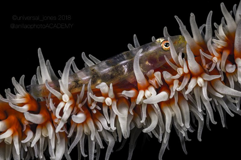 Bryaninops yongei by Wayne Jones 