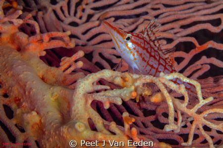 The Hawk
The longnose hawkfish derives it name from its ... by Peet J Van Eeden 