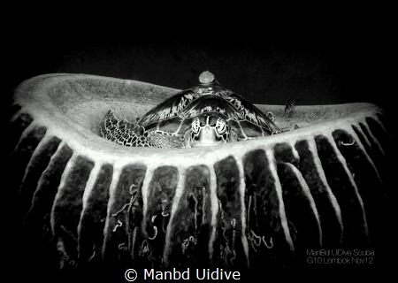 BFF
Lombok by Manbd Uidive 