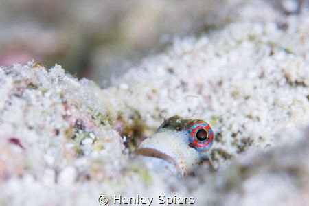 Maldivian Blenny by Henley Spiers 